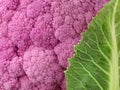 purple cauliflower with leaf, close up of colorful vegetable, texture of colored caulifower as background Royalty Free Stock Photo