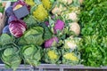 Purple, Cauliflower, Red Cabbage and Watercress at the Market Royalty Free Stock Photo