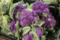 Purple cauliflower in a vegetables market Royalty Free Stock Photo