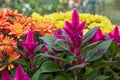 Purple celosia together with yellow and orange gerberas and chrysanthemums Royalty Free Stock Photo