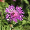 Purple Centaurea dealbata flower Royalty Free Stock Photo