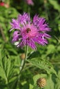 Purple Centaurea dealbata flower Royalty Free Stock Photo