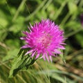 Purple Centaurea dealbata flower Royalty Free Stock Photo