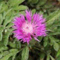 Purple Centaurea dealbata flower Royalty Free Stock Photo