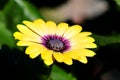 Purple center Osteospermum flowers yellow daisy flower daisies Royalty Free Stock Photo