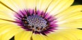 Purple center Osteospermum flowers yellow daisy flower daisies Royalty Free Stock Photo