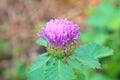 Purple Centratherum punctatum Cass flower Royalty Free Stock Photo