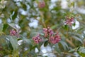 Purple Cestrum elegans, pending pendular flowers