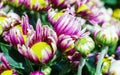 Purple chamomile daisies flower