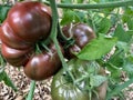 Purple Cherokee Tomatoes Ripening on the Vine in the Garden