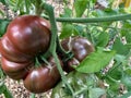 Purple Cherokee Tomatoes Ripening on the Vine