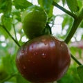 Purple Cherokee Tomatoes Ripening on the Vine Royalty Free Stock Photo