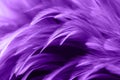 Purple chicken feathers in soft and blur style background