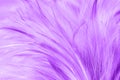 Purple chicken feathers in soft and blur style