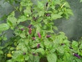 Purple chili is part of ganus capsicum, can be used as vegetables and seasonings. Central Lombok, July 2022