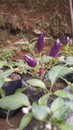 Purple chilli...it can be eat as spice Royalty Free Stock Photo
