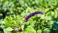 Purple chilli garden.