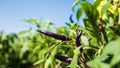 Purple chilli garden.