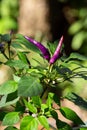 Purple chilli, Purple peppers blurred green background Royalty Free Stock Photo