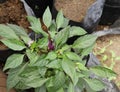 A purple chilli variety plant with purple chilli spikes and flowers in an outdoor