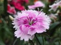 Purple China pink Dianthus chinensis flowers park Royalty Free Stock Photo