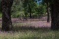 Purple Chinese Houses Collinsia heterophylla wildflowers, Chinese House Wild Flower in a field, on a hillside in the