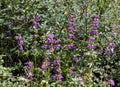 Purple Chinese Houses Collinsia heterophylla wildflowers, Chinese House Wild Flower