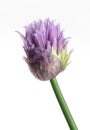 Purple chive flower Royalty Free Stock Photo