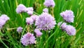 Purple chive flowers blooming in spring in the garden