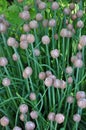 Purple chive flowers