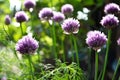 Purple chive flowers