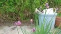 Purple chive flowers infront of garden pots