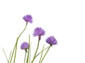 Purple chive flowers isolated