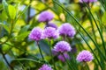 Purple Chive Flowers