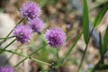 Purple chive flowers in purple