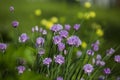 Purple Chive Flowers with Yellow Globe Flowers in The background