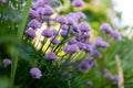 Purple chives plant in summer garden. Perfect healthy herb flowers. Chive blossom in back light