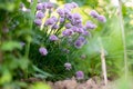 Purple chives plant in summer garden. Perfect healthy herb flowers. Chive blossom in back light