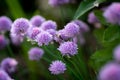 Purple chives plant in summer garden. Perfect healthy herb flowers. Chive blossom in back light.