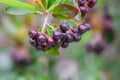 Purple chokeberry Aronia prunifolia fruit full of antioxidants