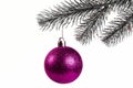 Purple Christmas ball on a fir branch, white background, isolate Royalty Free Stock Photo