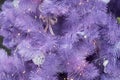 Purple christmas tree,unusual christmas tree purple, purple christmas tree background Royalty Free Stock Photo