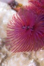 Purple Christmas tree worm