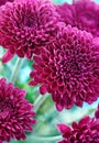 Purple chrysanthemum