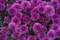 Purple Chrysanthemum