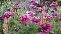 Purple chrysanthemum . Autumn blooming flowers are covered with morning frost Royalty Free Stock Photo