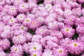 Purple chrysanthemum background Royalty Free Stock Photo