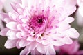 Purple chrysanthemum flower