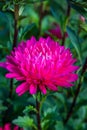 Purple chrysanthemum flower in the garden with raindrops on the petals Royalty Free Stock Photo