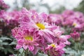 Purple Chrysanthemum Flower and Green Leaves in Garden in Side View Royalty Free Stock Photo